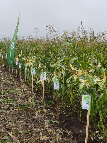 Демонстрация гибридов сои и кукурузы на зерно и зеленый корм. Технология возделывания».