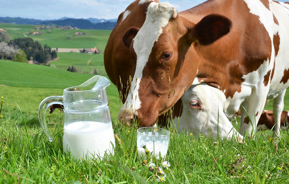 Меры господдержки помогут увеличить объёмы переработки молока во Владимирской области