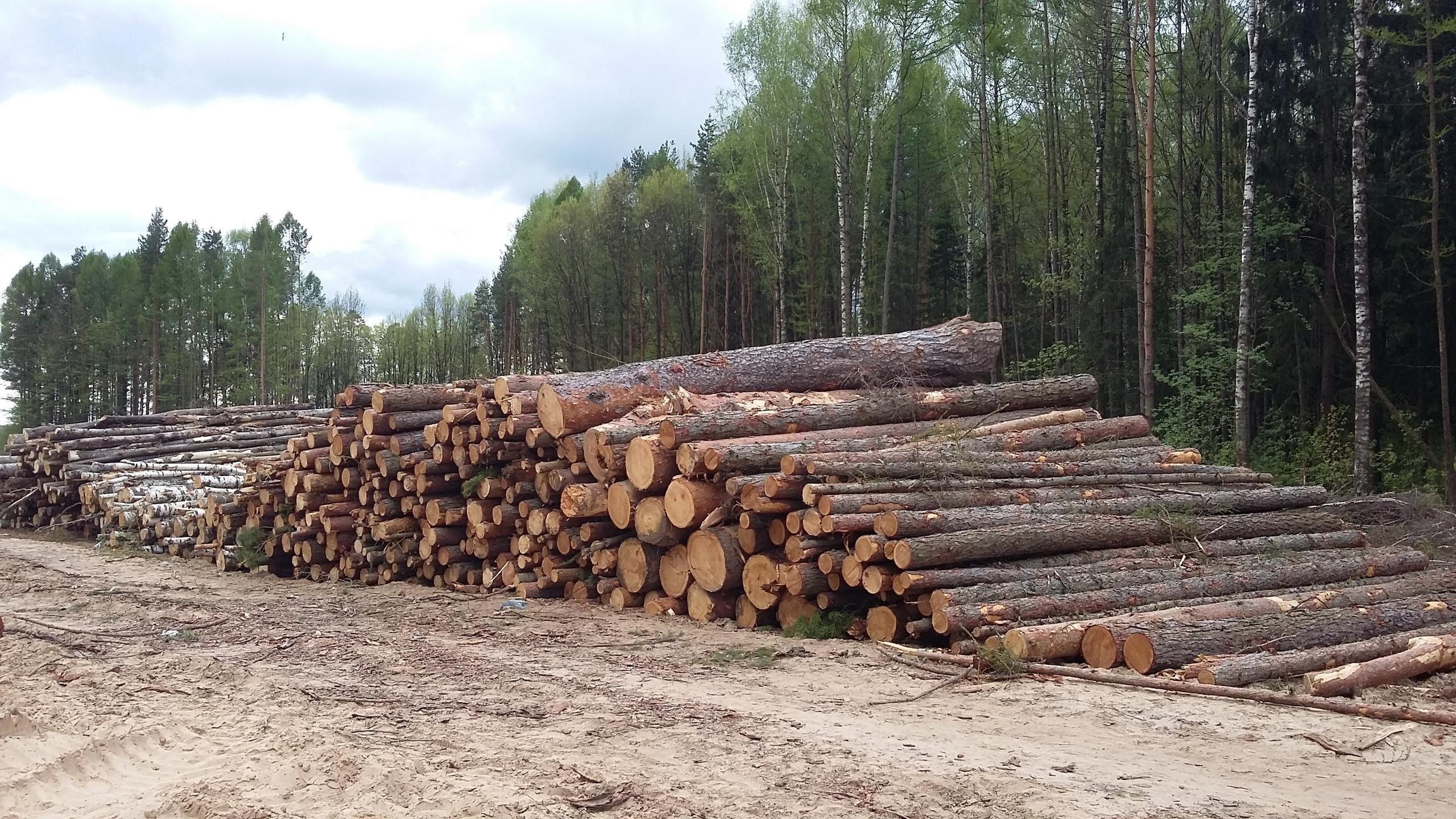 В Ковровском район незаконно срубили деревья на 1 миллион рублей