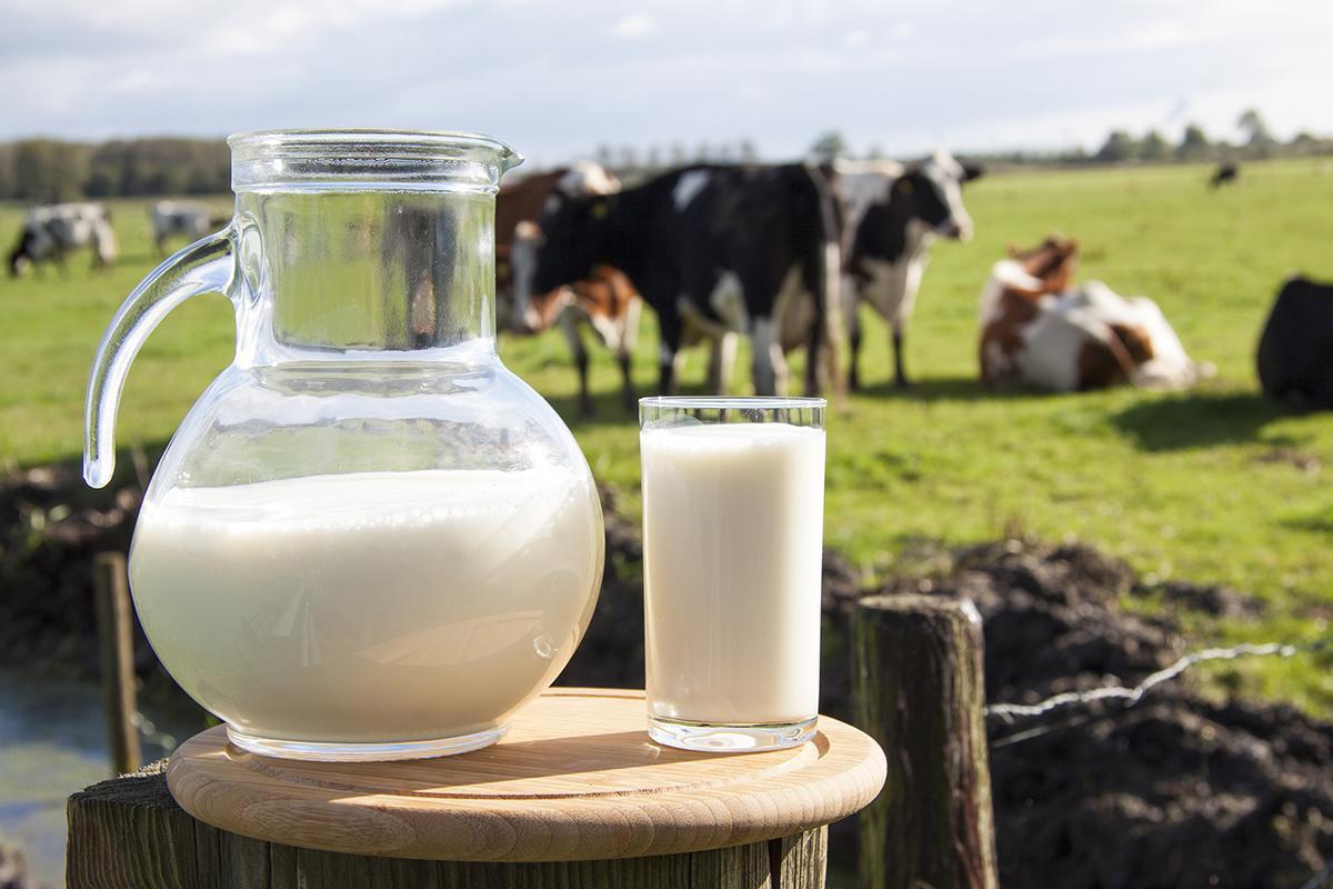Во Владимирской области растёт производство молока!