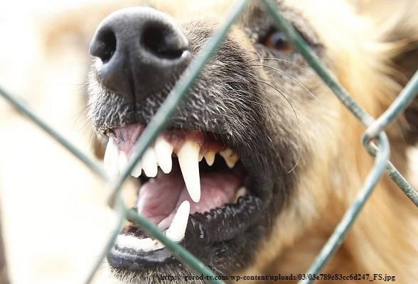 В Ковровском районе объявлены эпизоотические очаги бешенства животных