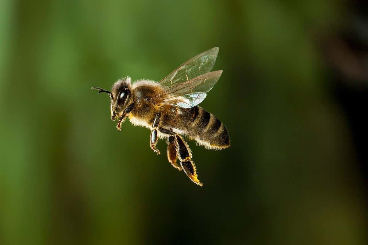 В Ковровском районе пчелы искусали своего хозяина