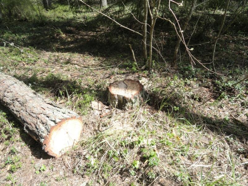 незаконная вырубка 81 сырорастущей сосны