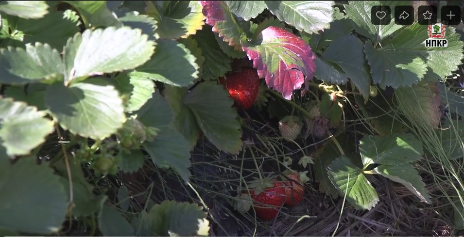 В Ковровском районе выращивают клубнику